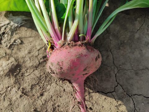 🌱収穫そのままお届け！畑直送！「食べる輸血」採れたて葉付きビーツ1〜2種セット約1.5kg🌱｜畑の鮮度そのまま✨｜農薬・化成肥料不使用｜✨