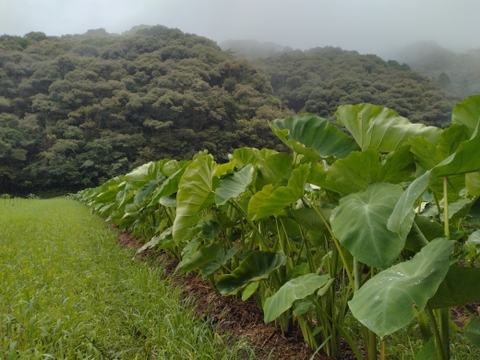 農薬不使用 里芋２kg　煮崩れしにくいので調理しやすい！