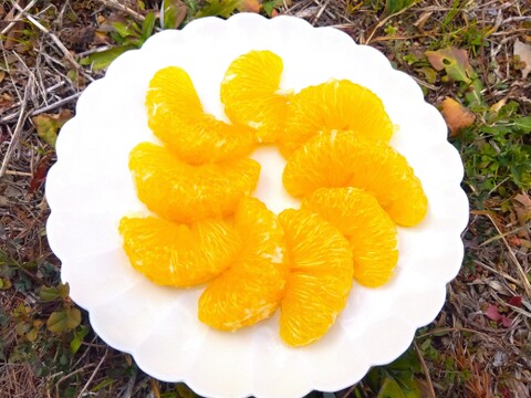 朝採りの食べ比べ☆完熟の「はるひ」と旬の「甘夏」＝3kg☆ 農薬・肥料・除草剤不使用