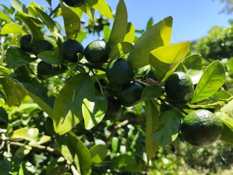 期間限定！奄美大島産の南国シークワーサー✿香りと酸味が際立つ新鮮果実 3kg✿農薬不使用栽培です。毎日のドリンクやスイーツ、お料理に楽しめます。