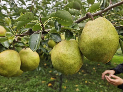 ★期間限定セール★ラ・フランス家庭用5kg