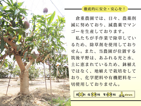 【食べチョク限定】（2玉）樹齢25年以上の木からなる糖度約17～18度の完熟マンゴー【熨斗可能】