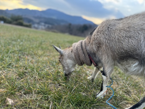 今が旬！にんにくの芽　群馬県産　有機肥料栽培　除草剤　消毒剤無使用