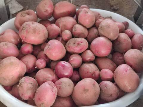 🥔どの組み合わせが届くかお楽しみ！旬のじゃがいも2品種食べ比べセット 約2kg｜農薬・化成肥料不使用🥔