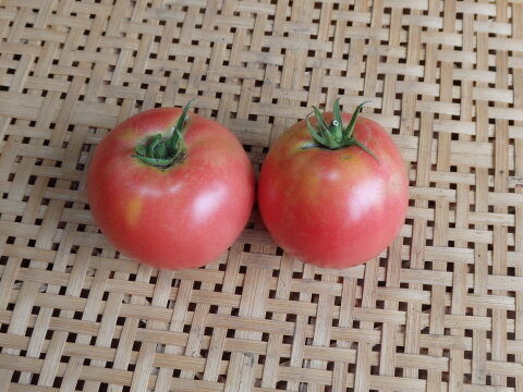 【自然栽培】大玉トマト