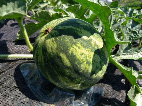 【最高糖度15度超え】選ばれし一玉にのみ刻まれる王の証🍉極限集中栽培が生んだ唯一無二のスイカ『蜜王』🍉寛永鶴見ブランド【7月中旬予約】