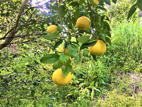 外皮は刻んでサラダに　アイスクリームに☆朝採り　ニューサマーオレンジ　×8キロ　【農薬・肥料・除草剤不使用】