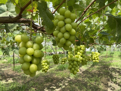 ぶどう3色食べ比べ🍇緑・黒・赤の豪華セット