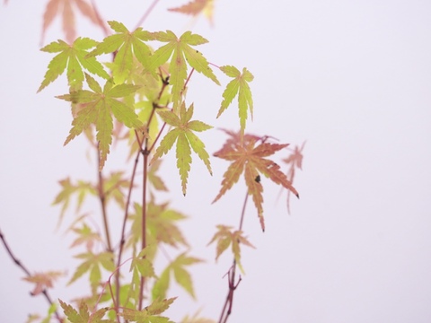 ミニ盆栽【紅葉🍁ヤマモミジ×白黒縞陶器】高さ40cm×横12cm【夜市限定】