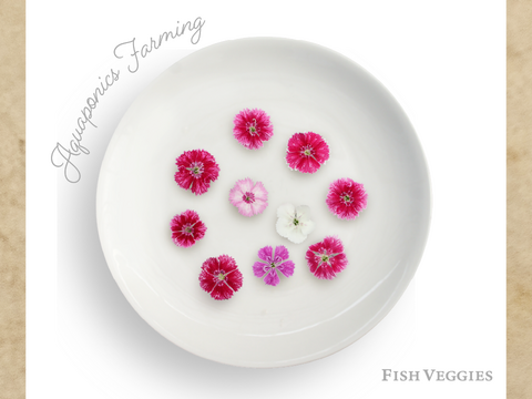 【エディブルフラワー】なでしこ・化学肥料/農薬不使用の安心して食べられるお花　10輪