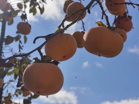 ✨【甘柿（富有柿）】1.5kg（12～17玉）　農薬肥料不使用の自然栽培✨