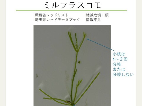 一等米【自然栽培】コシヒカリ【玄米５ｋｇ】熊谷の太陽🌞自然が育てたお米🌱栽培期間中農薬不使用・化学肥料不使用・除草剤・動物性堆肥不使用✨食べチョクAW2023米・穀類🥇１位受賞【福袋】令和7年産