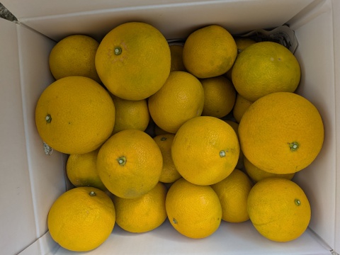 最小限の農薬除草剤未使用　和歌山県橋本市産八朔サイズM以上(約9〜10キロ箱込み)