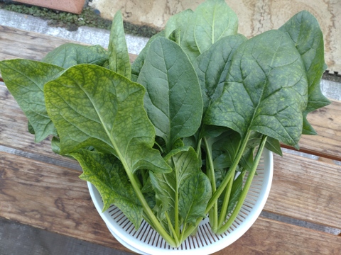 アクアポニックスで育てたほうれん草（約１.2kg）