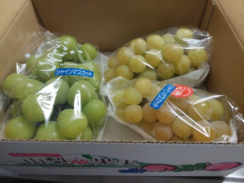 【今年も登場！】ゴールデンの虜❤️ノーマルシャインとの食べ比べ