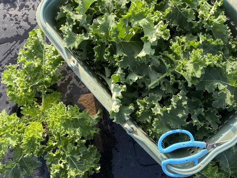 【カーリーケール＋花ズッキーニ】