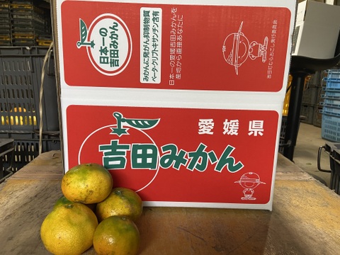 【１１月１８日～２３日収穫】見た目は悪いが味は良い。【選果落ち】早生ミカン５kg。サンプル糖度9.6～11.2度