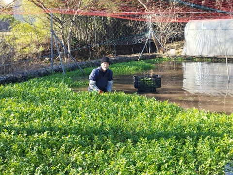 清流の恵み 蔵王セリ　セリ700ｇ　宮城県産