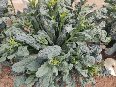 ✨【激レア】【今だけ限定】イタリアの黒い宝石“ベビーネロ”約200g＋旬のお野菜セット｜農薬・化成肥料不使用✨