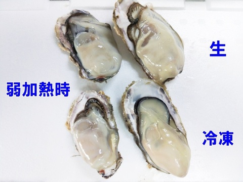 【新商品】生食用８ｋｇ 急速凍結の冷凍牡蠣 殻付き 牡蠣 牡蠣 殻付き 牡蠣 殻付き牡蛎 牡蛎 kaki かき カキ 松島牡蠣屋 BBQに貝類 海産物 オイスターoyster 貝