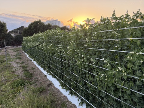 和歌山県産【絹さや】（秀品）1キロ