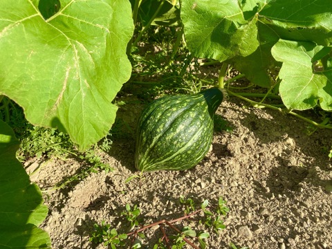 濃厚・甘み・爽やか｜味と食感が違う3種のかぼちゃ福袋（6玉・たっぷり） [ 化学農薬・化学肥料不使用 ]