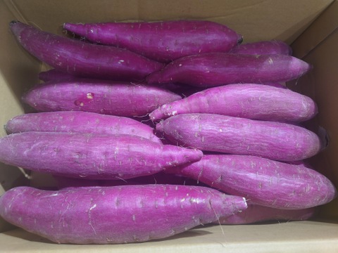 2024年12月品評会の全さつまいもで1番の賞を受賞‼︎ さつまいも（紅はるか）【新物】Mサイズ　5kg