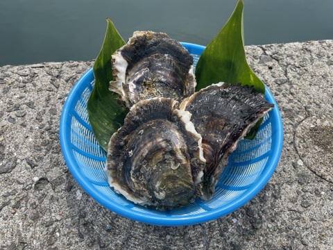 🦪【期間限定サービス】3kg（＋1個）クセが少なく旨み濃厚！生食OKの極上岩牡蠣「AZUL＋3」
