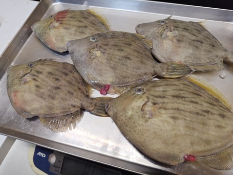 【肝がバターのようだ】本カワハギ/5尾/1015g【生】【本日限定販売】