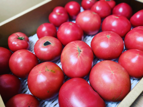 【訳あり】有機トマト4kg