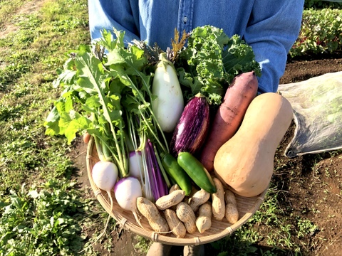 料理人の方々からも好評いただいています！/8から9種類の野菜/プレゼントにも！【農薬・化学肥料不使用】