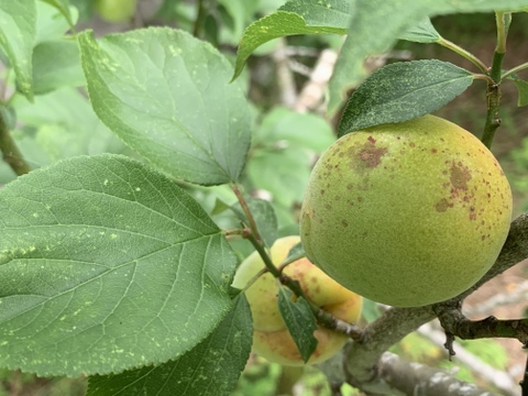 まじりっけなし！自然栽培 梅干用｢杉田梅｣1.7kg