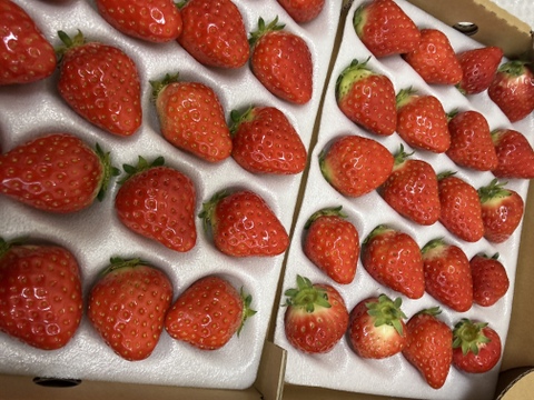 【濃いいちご🍓】M-Sサイズ（60-70）粒入り　冬仕立て　あまひめ｜自然の力で育つ、心と体が喜ぶ濃厚いちご〈信州産〉