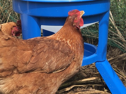 「走る鶏の放牧卵　お多福たまご」（10個入）残留農薬・放射性物質不検出。安心安全にこだわる放し飼い卵です。