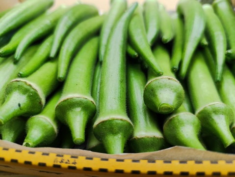 柔らかくネバネバ丸オクラ 800g 【板ずり不要】