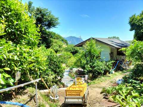 広島県産『ライム＋グリーンレモン』（約2㎏）