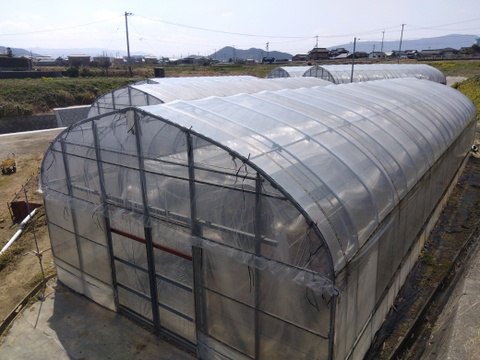 シャキシャキ！さぬきのめざめ秀品2Lサイズ夏芽1㎏