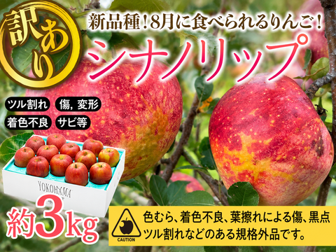 ≪2026年度予約受付中≫　新品種！夏りんご【シナノリップ】訳あり３㎏