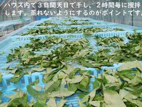 日本山人参粉末（ヒュウガトウキ）６０ｇ×２袋、 栽培期間中は農薬・化学肥料不使用、本場大分県産　品質に自信あり