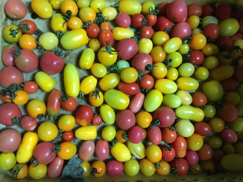 富士山麓！自然栽培野菜セット(なにもいれない）夏野菜たち10品＋人参ミックスジュース３本