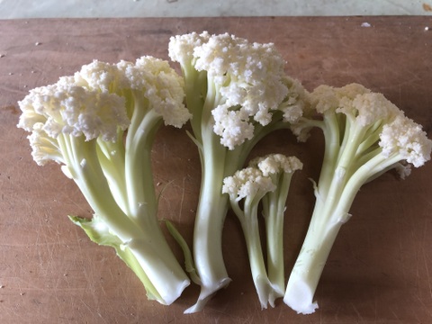 今が旬！スティックカリフラワー  (はなやさい　天草一号/600g