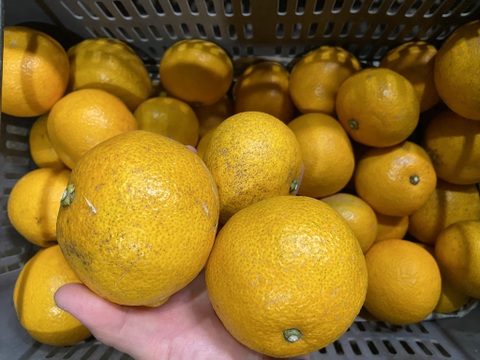 ホロ苦甘い！ジューシーな【小玉＆選果落】八朔（はっさく）（５ｋｇ）