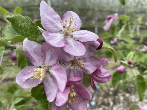 赤果肉りんご　ムーンルージュ