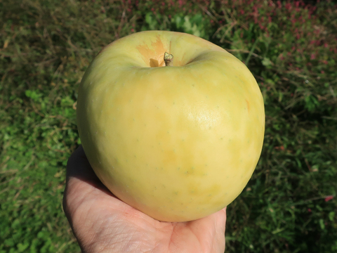 ぐんま名月 りんご 2kg(5〜7玉) ギフト 贈り物にも 贈答【10月下旬〜】