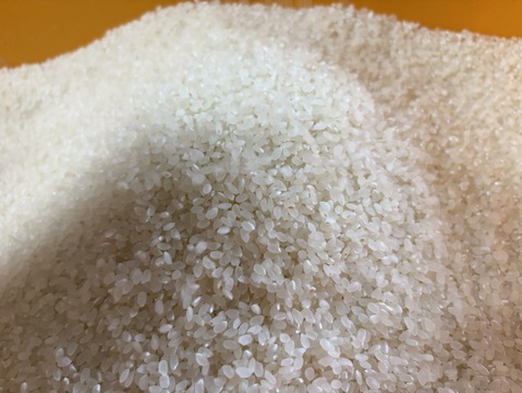 【新米 令和７年産】富山県産コシヒカリ（精米）【ご家庭用・約9.5kg】（段ボール込み10kg）