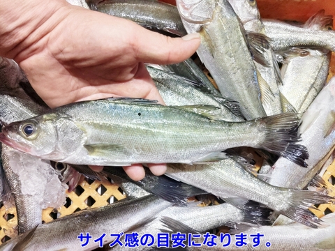 セッパ（スズキの幼魚）🐡生出荷 ２ｋｇ（約11匹 ）鮮魚セット 長さ平均約26cm🌟重さ平均約180g 焼き魚に水揚げ当日に出荷 BBQで牡蠣🦪と一緒に焼き魚 生食も可能刺身も出来ます