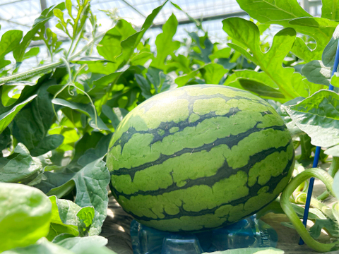 【ギフト・お中元用】スーパーには流通しにくい『激甘うりぼースイカ』（2Lサイズ1玉入り：2人分）