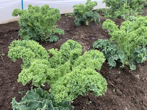 【カリーノケール（サラダケール）】350g　農薬・化学肥料不使用