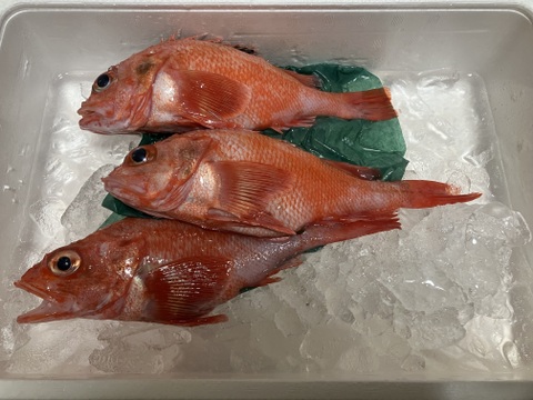 【ラストチャンス】キンキ 大サイズ船上活締め 朝どれ  1kg3尾