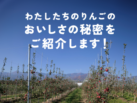 【12月9日から🍎】ピンクレディ®︎  5キロ箱 16玉〜33玉サイズ  長野県 信州 安曇野 リンゴ 幻 幻のリンゴ 予約 希少 ID64029 ピンクレディー
